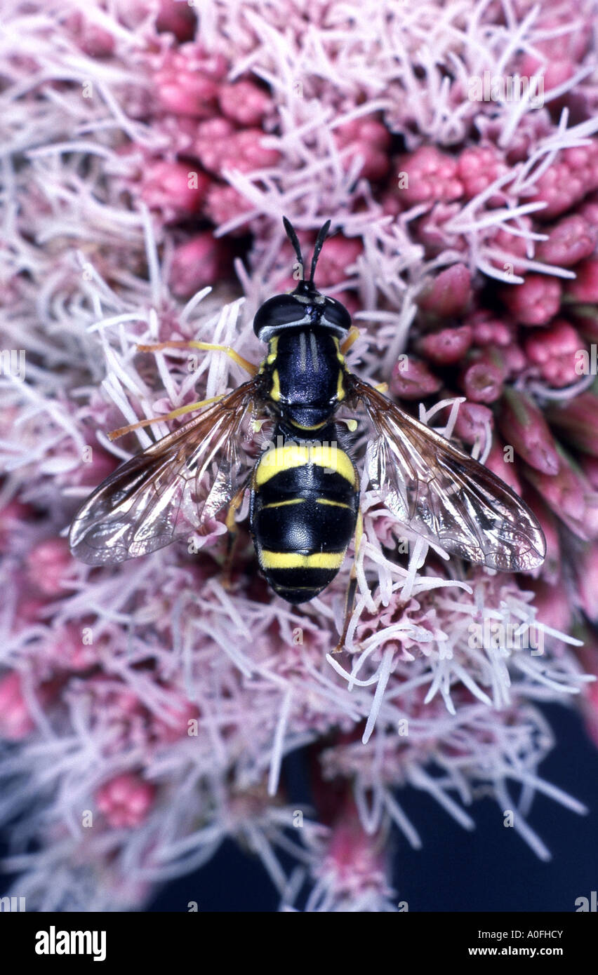 Hoverfly, Schwebfliege, Syrphid Fliege, Blume fliegen (Chrysotoxum Bicinctum), sitzen auf rosa Blume Stockfoto
