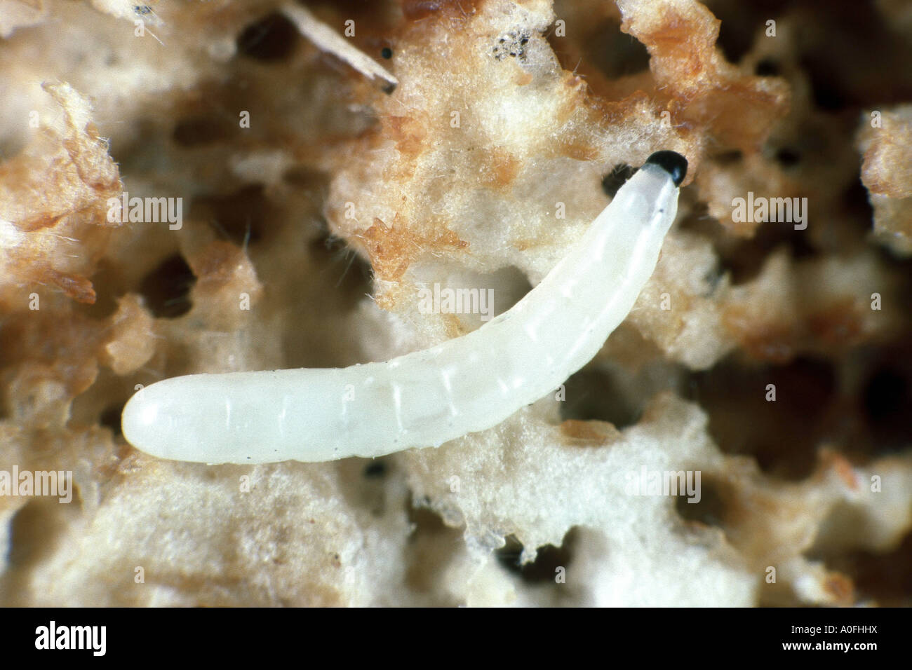 Pilz-Mücken (Mycetophilidae), Larve Stockfoto