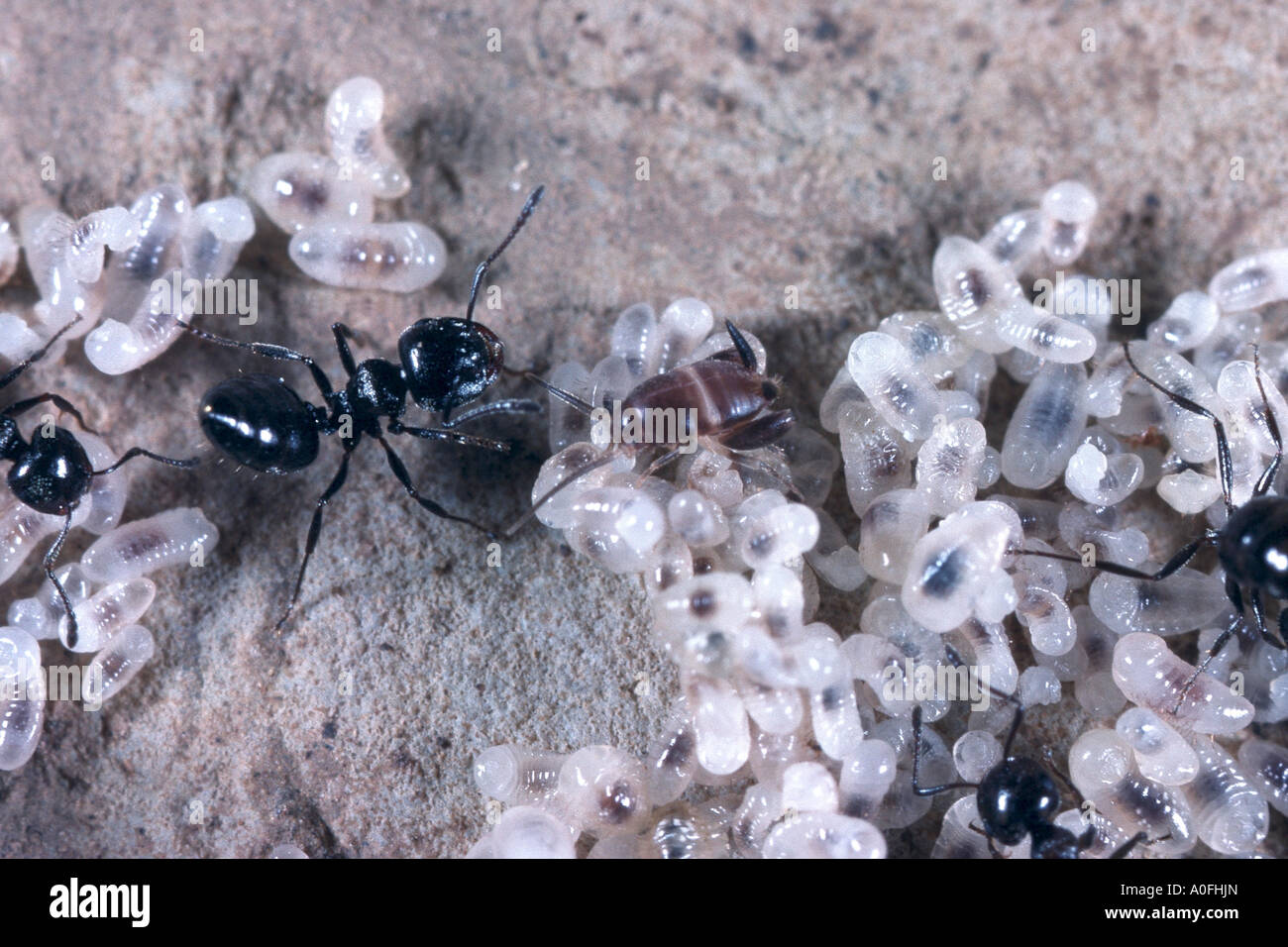 Ant-Nest Cricket (Myrmecophila Acervorum), unter Ameisen Stockfoto