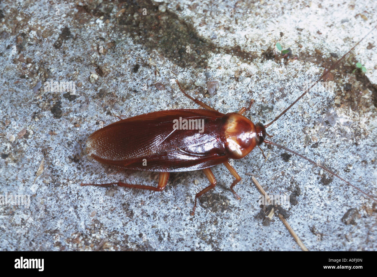 Kakerlaken blattodea -Fotos und -Bildmaterial in hoher Auflösung – Alamy