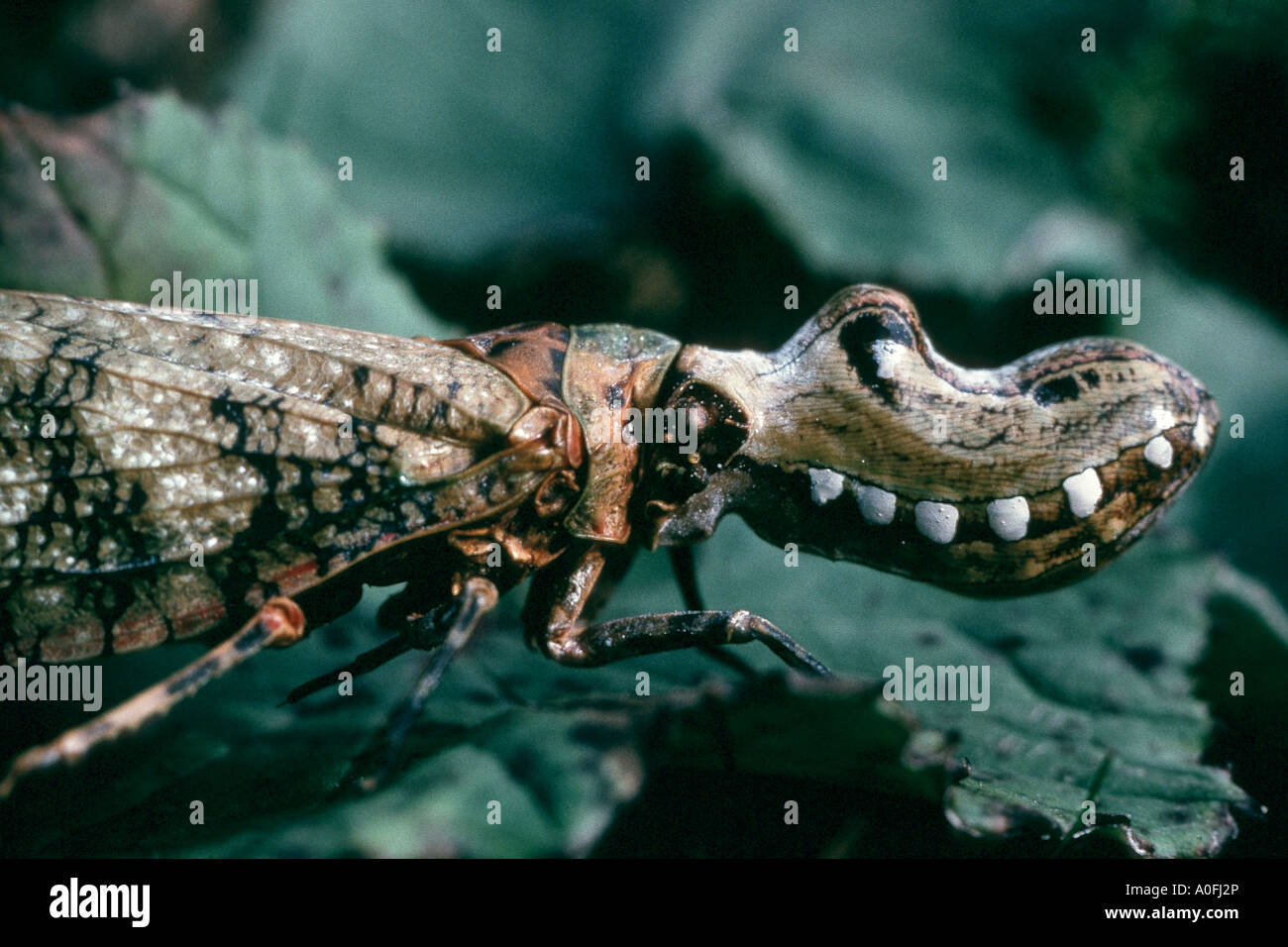Imago, Laterne fliegen, Lanternflies und Fulgorid Planthoppers (Fulgoridae) Stockfoto