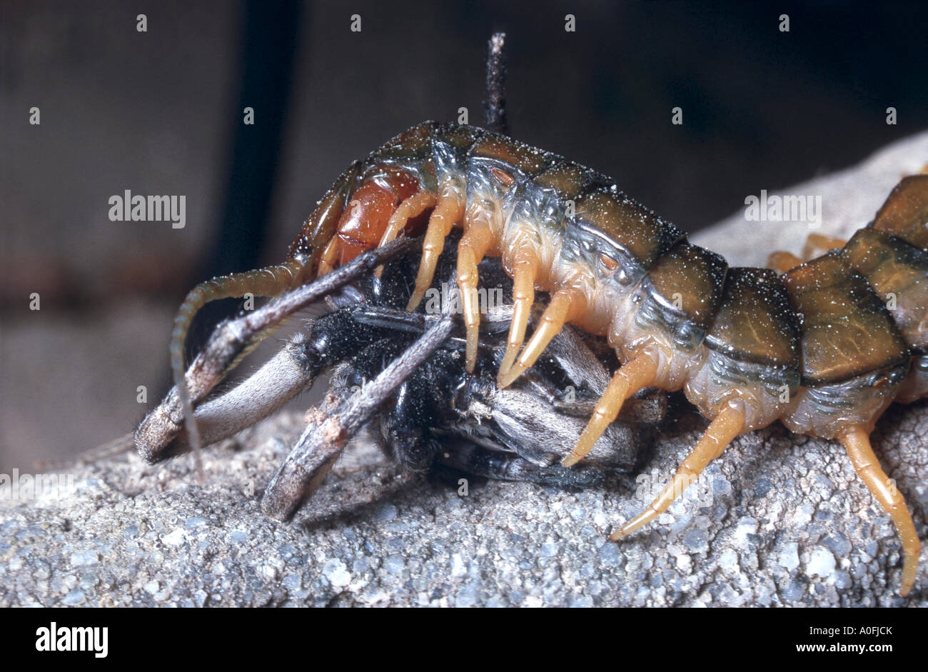 südliche gelegene Scolopendra (Scolopendra Cingulata) mit Beute Stockfoto