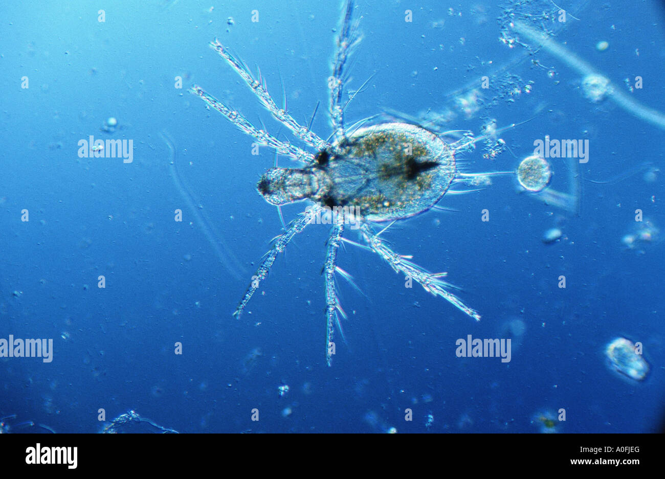 Muschel-Milben (Acari), Larve Stockfoto