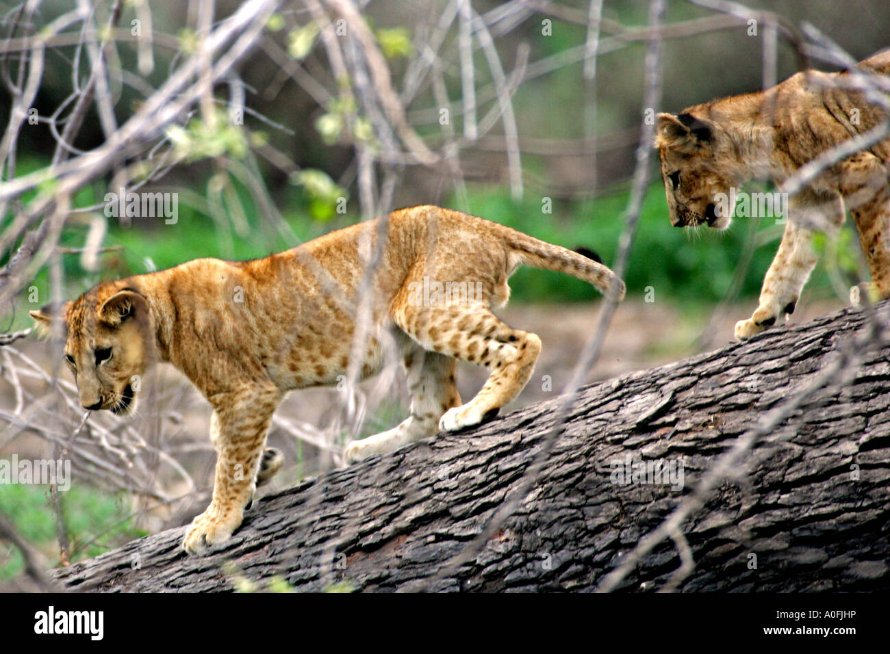 Selous Game Reserve World Heritage Site Tansania Löwenbabys Kletterbaum Stockfoto
