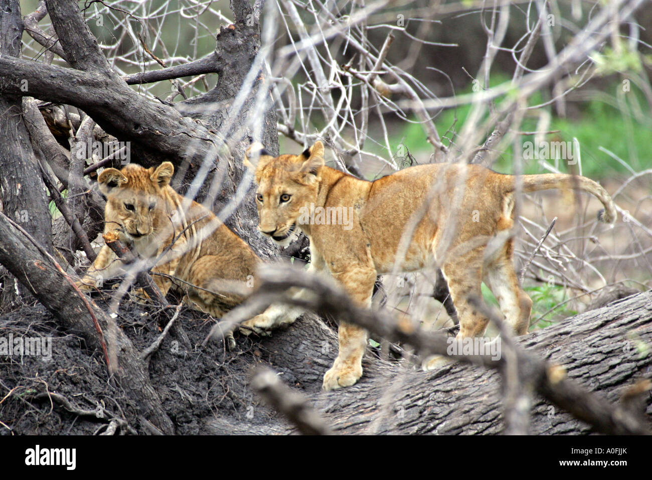 Selous Game Reserve World Heritage Site Tansania Löwenbabys im Baum Stockfoto