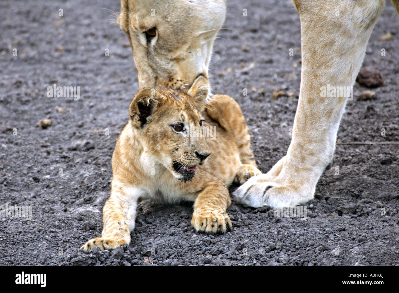 Selous Game Reserve World Heritage Site Tansania Löwin prüft cubs Stockfoto