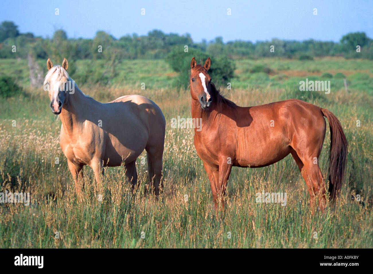 Haflinger-Pferd (Equus Przewalskii F. Caballus), zwei Pferde auf der Wiese Stockfoto