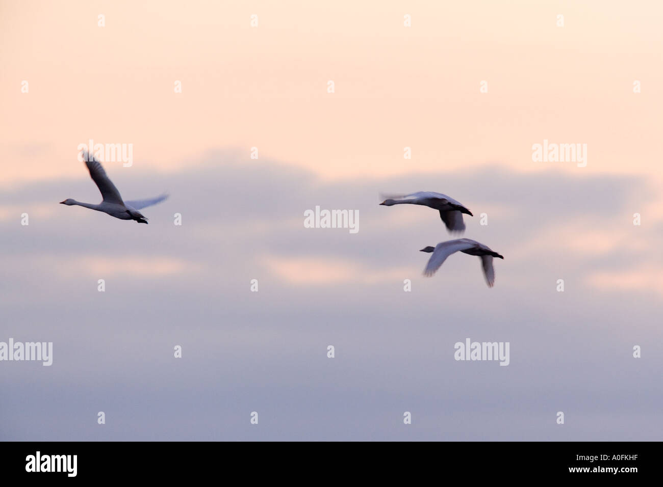 Singschwan Cygnus Cygnus im Flug im frühen Morgenlicht mit Eis Wolkenbildung Welney Norfolk Stockfoto
