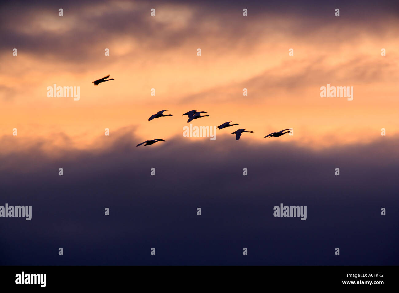 Singschwan Cygnus Cygnus im Flug im frühen Morgenlicht mit schönen Wolkenbildung Welney Norfolk Stockfoto
