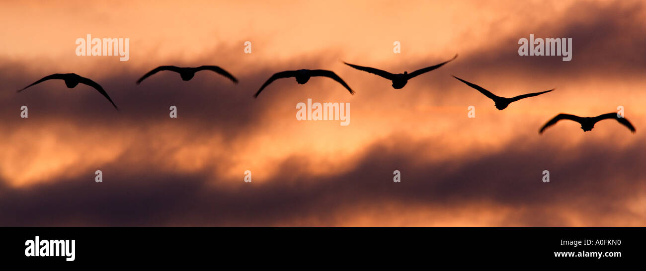 Singschwan Cygnus Cygnus im Flug im frühen Morgenlicht mit schönen Wolkenbildung Welney Norfolk Stockfoto