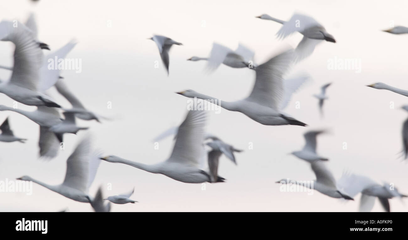 Singschwan Cygnus Cygnus im Flug im frühen Morgenlicht mit unscharfen Flügeln Welney Norfolk Stockfoto