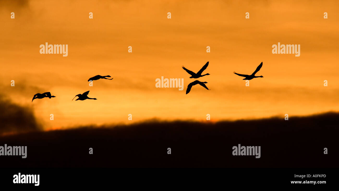 Singschwan Cygnus Cygnus im Flug im frühen Morgenlicht und schöne Wolkenformation Welney Norfolk Stockfoto
