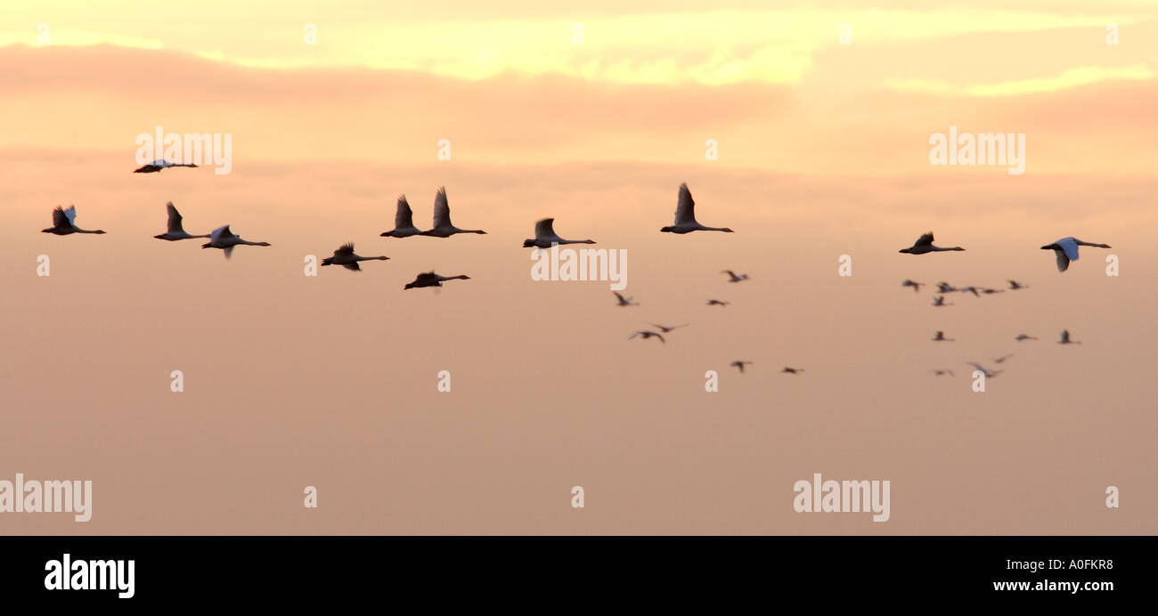 Singschwan Cygnus Cygnus im Flug im frühen Morgenlicht mit schönen Wolkenbildung Welney Norfolk Stockfoto