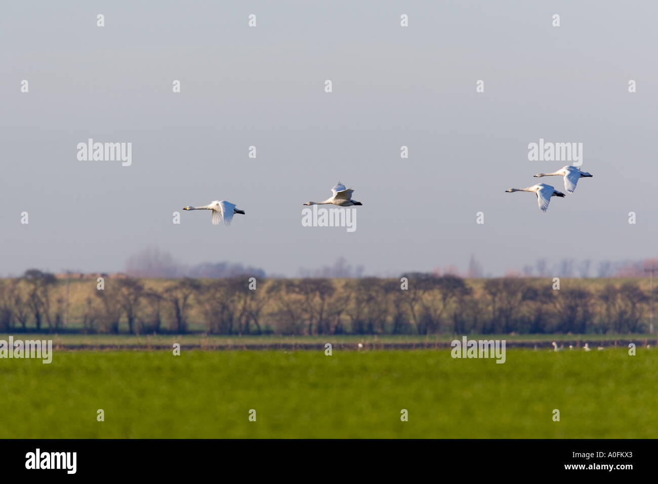 Singschwäne Cygnus Cygnus im Flug über Ackerland mit schönen blauen Himmel im frühen Morgenlicht Welney Norfolk Stockfoto