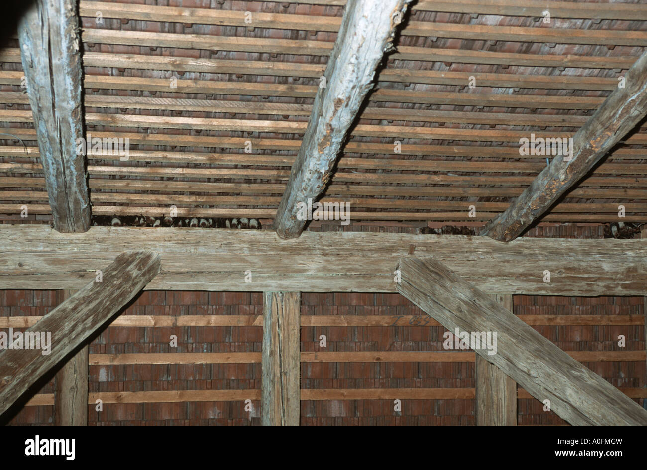 entspannende Fledermaus (Eptesicus Federnelke), unter dem Dach einer Kirche, Deutschland, Baden-Württemberg Stockfoto