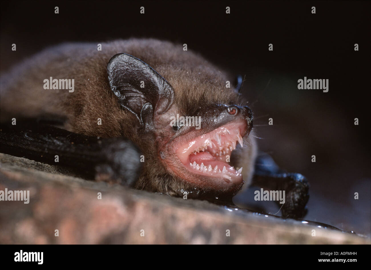 gemeinsamen Zwergfledermaus (Pipistrellus Pipistrellus), bedrohlich, Deutschland, Rheinland-Pfalz Stockfoto