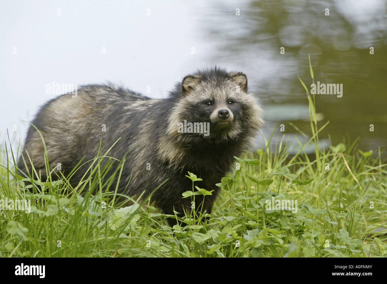 Marderhund (Nyctereutes Procyonoides), stehend auf einer Wiese Stockfoto