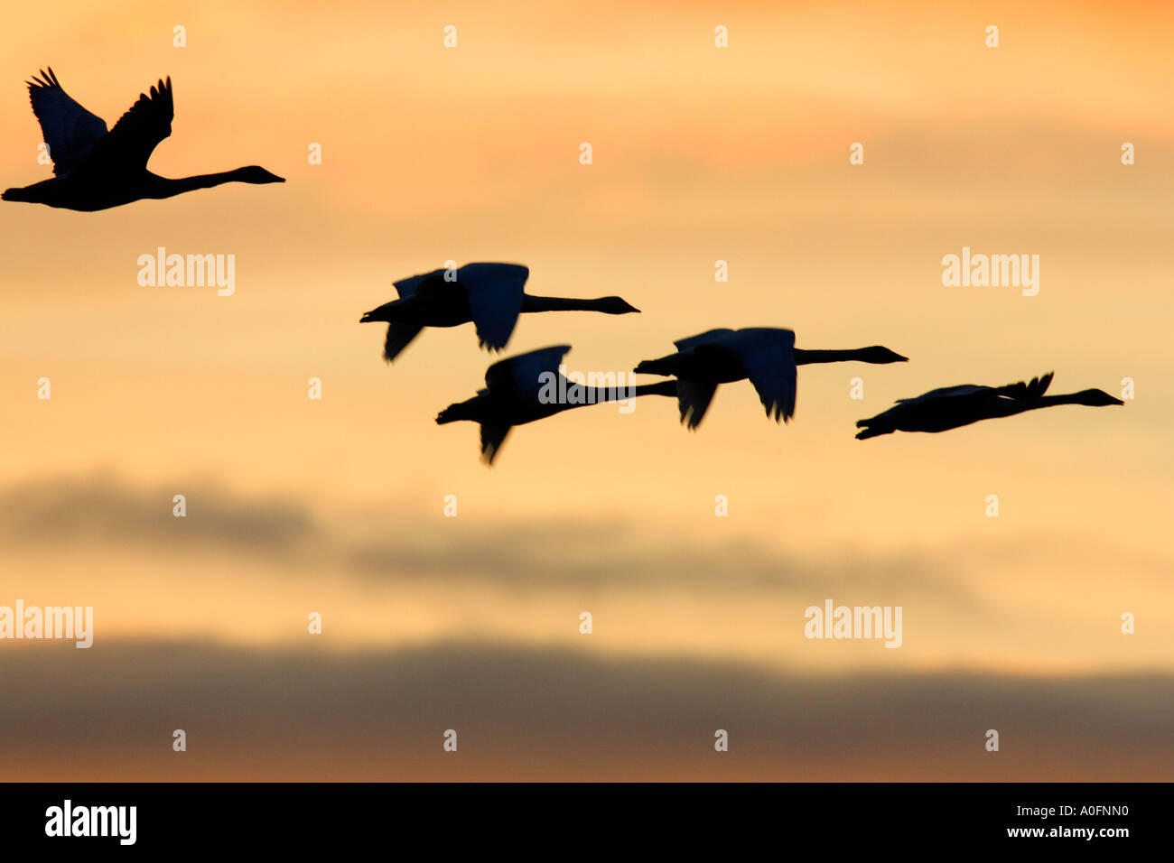 Singschwäne Cygnus Cygnus im Flug im frühen Morgenlicht mit schönen Wolkenbildung Welney Norfolk Stockfoto