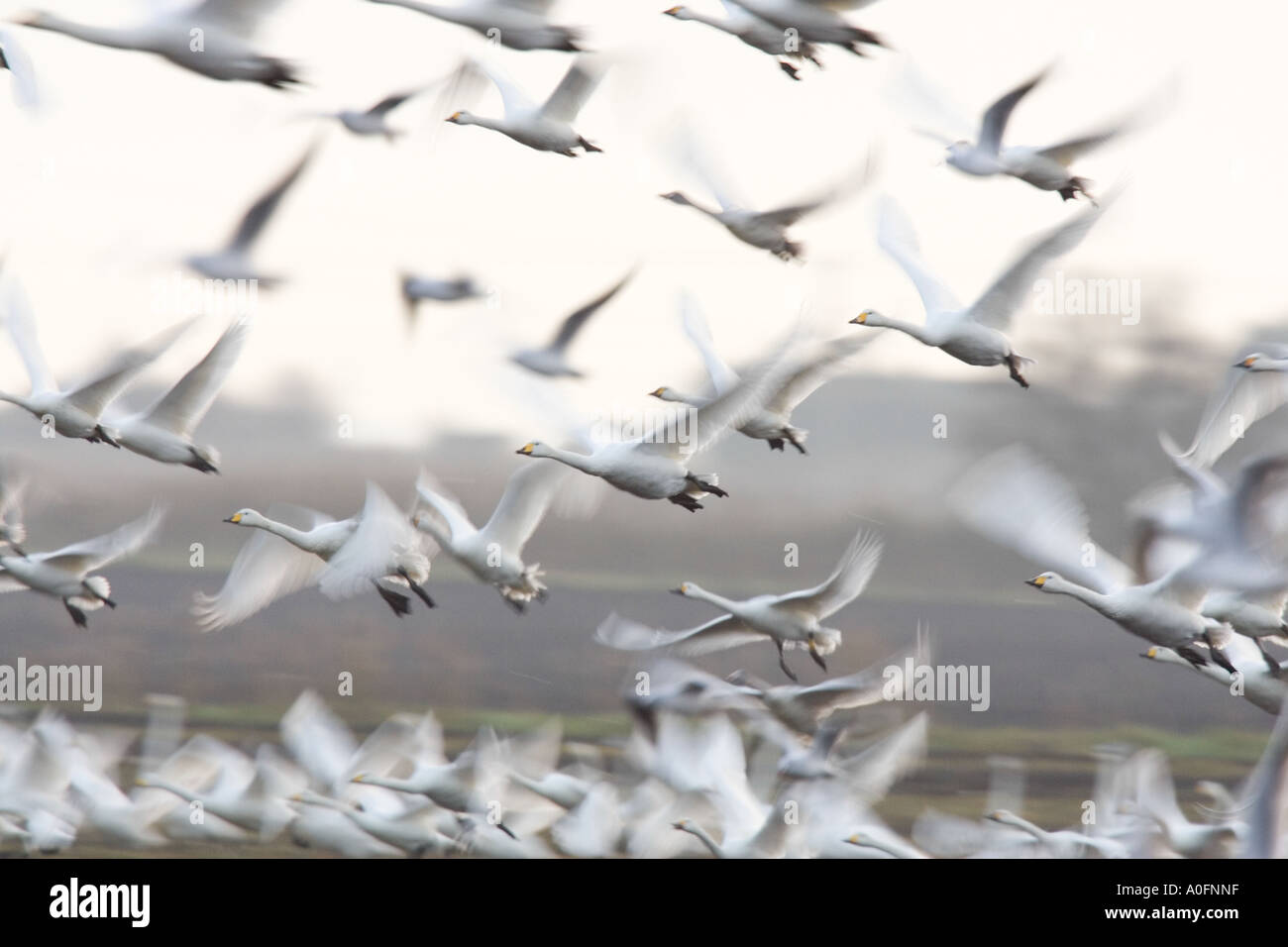Singschwäne Cygnus Cygnus im Flug im frühen Morgenlicht Welney Norfolk Stockfoto