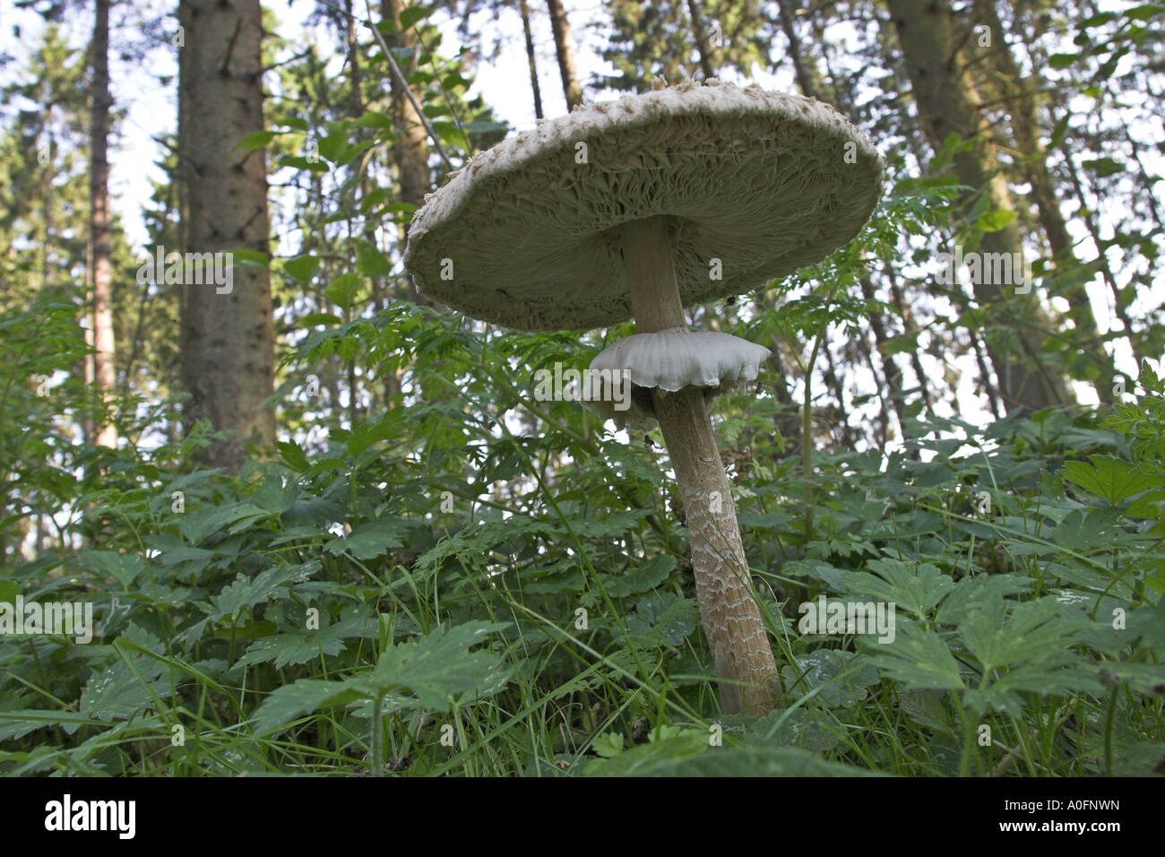 Parasol (Macrolepiota Procera, Lepiotia Procera), Fruchtkörper Stockfoto