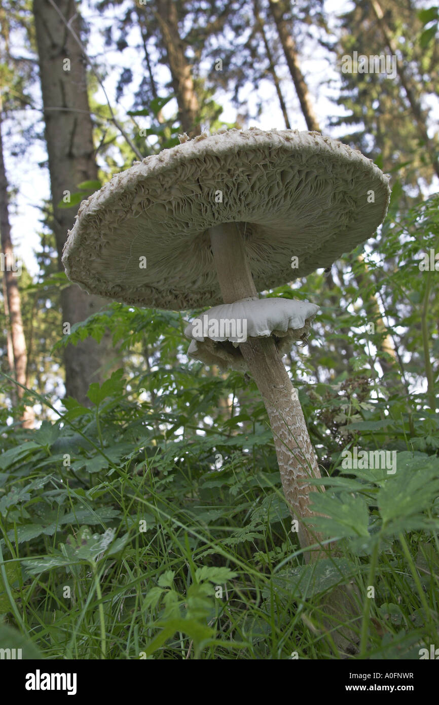 Parasol (Macrolepiota Procera, Lepiotia Procera), Fruchtkörper Stockfoto