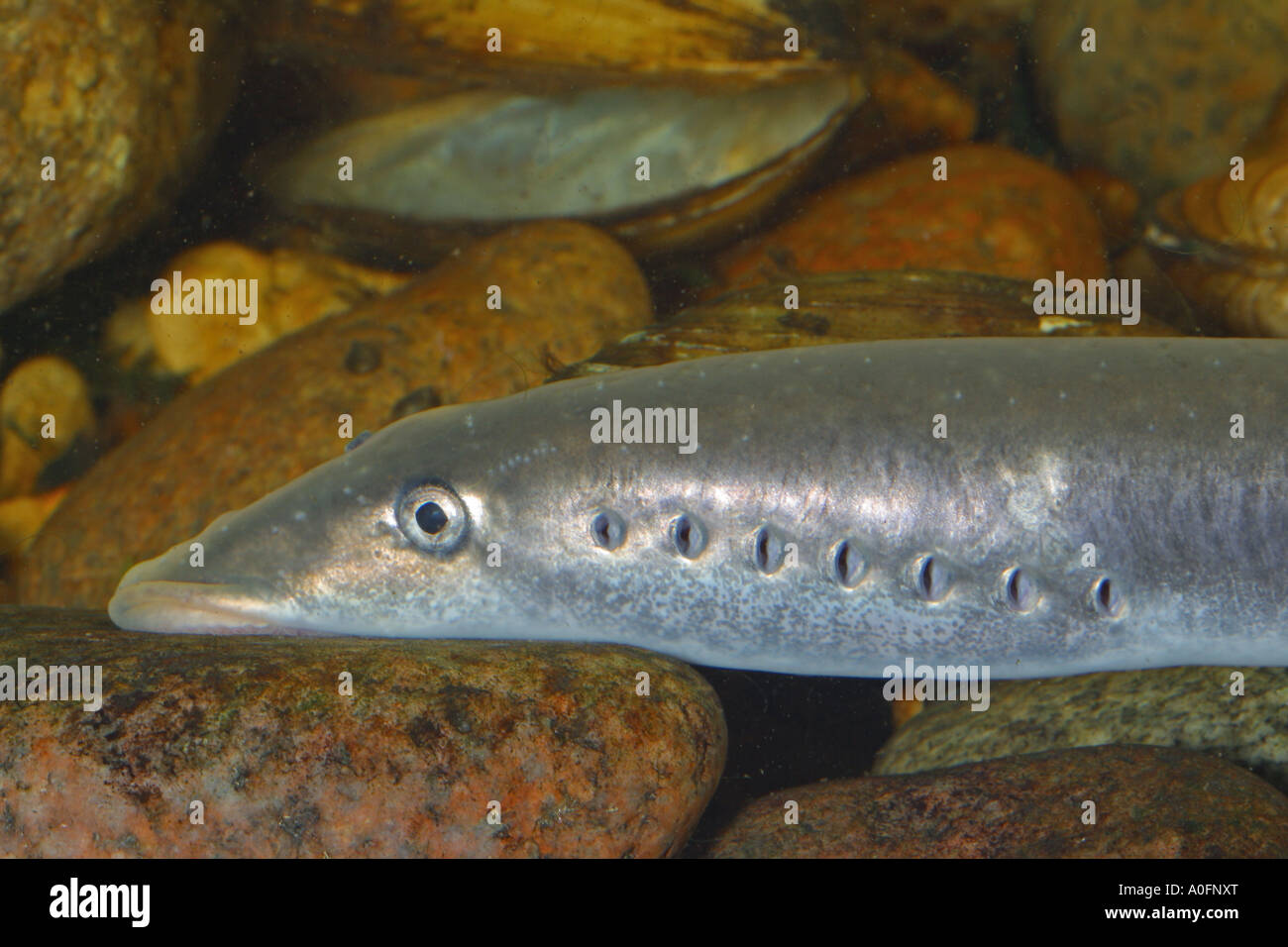 Flussneunauge, Lampern, Europäische Flussneunauge (Lampetra Fluvialis), Adherencing auf einem Stein Stockfoto