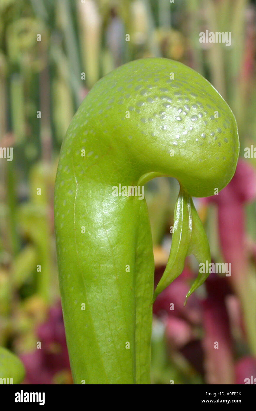 California Kannenpflanze, Cobra Lily Pflanze (Darlingtonia Californica), plane Blatt mit Blättern in der Kuppel Stockfoto