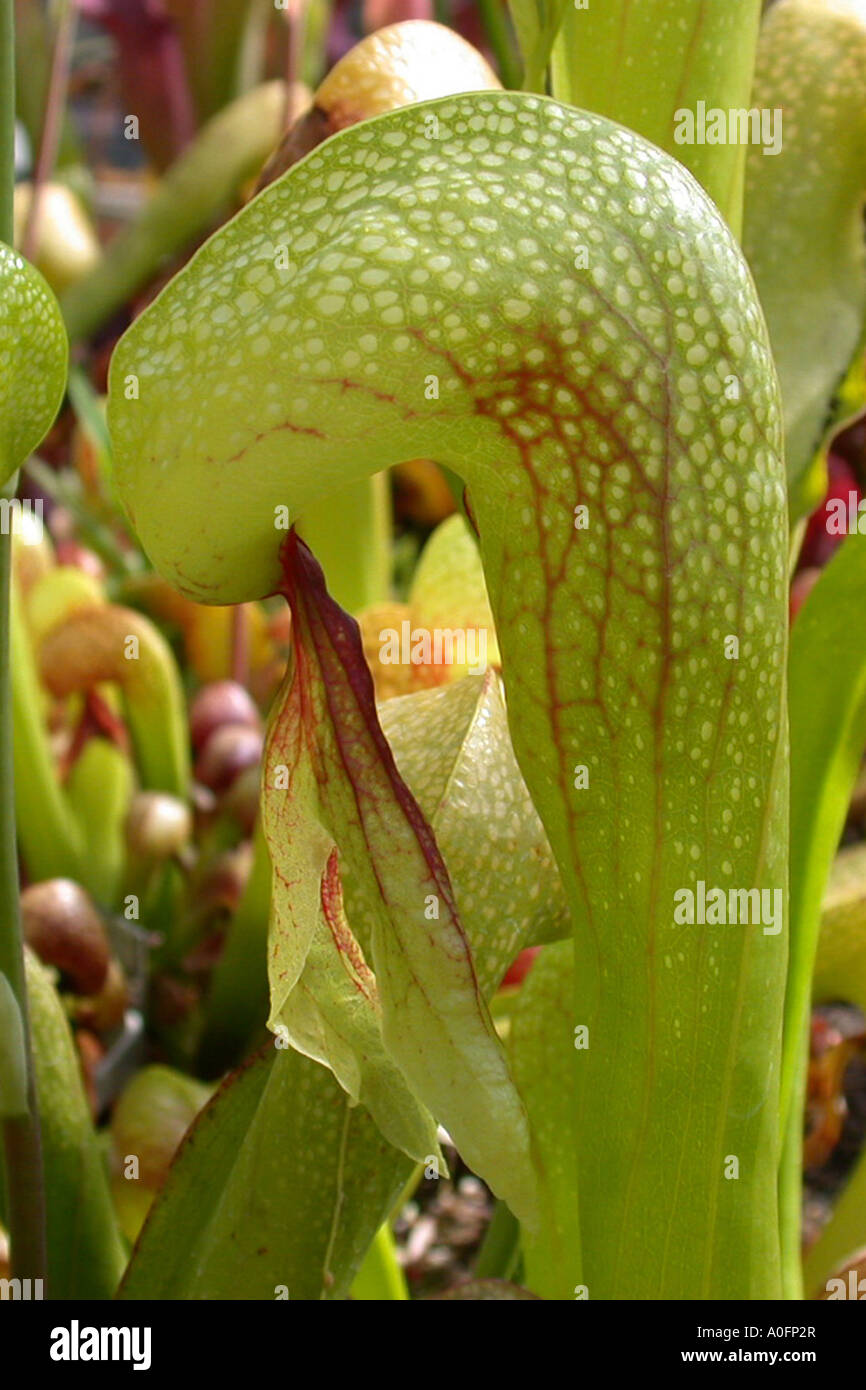 California Kannenpflanze, Cobra Lily Pflanze (Darlingtonia Californica), plane Blatt mit Blättern in der Kuppel Stockfoto