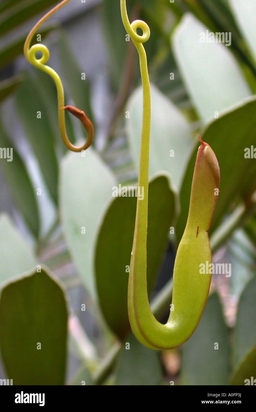 Kannenpflanze (Nepenthes Gracilis), Entwicklung von einem Krug, Serie Bild 2/4 Stockfoto