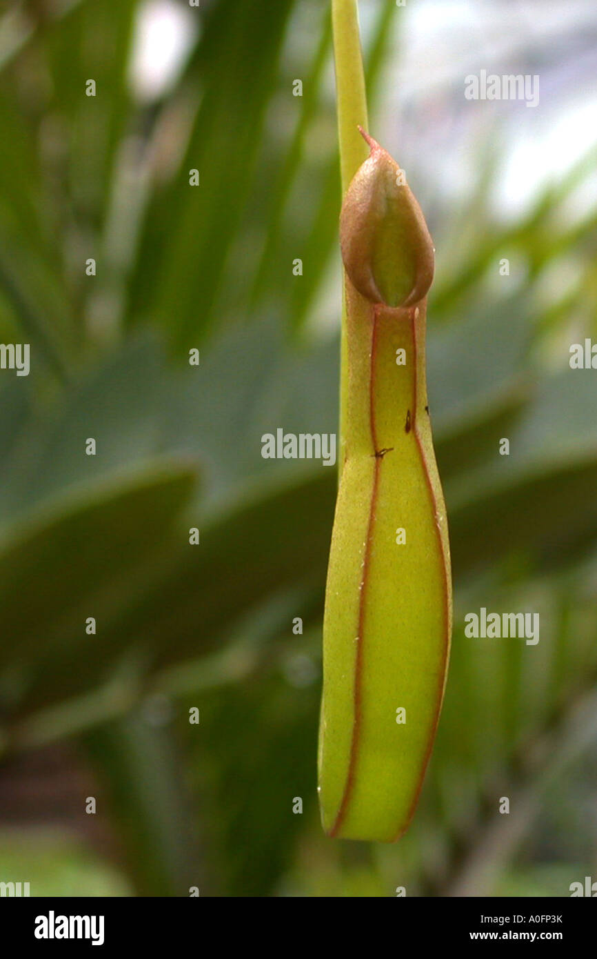 Kannenpflanze (Nepenthes Gracilis), Entwicklung von einem Krug, GAP noch geschlossen, Serie Bild 3/4 Stockfoto