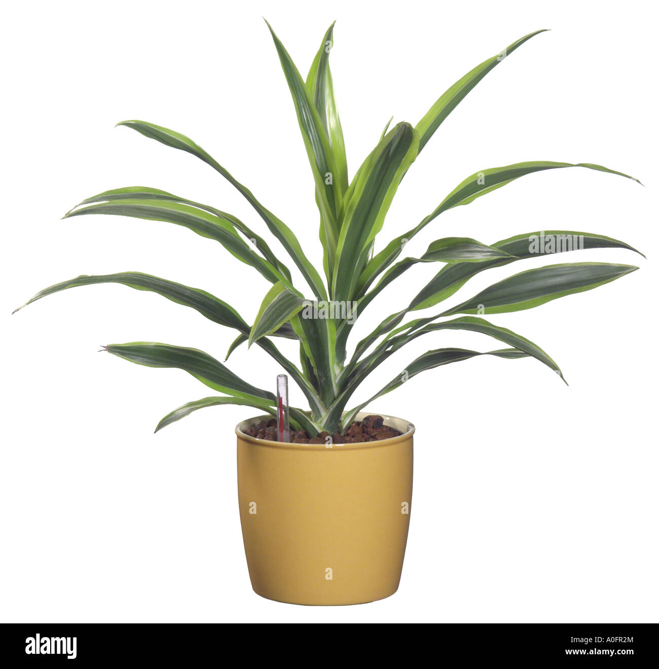 calathea kokoserde Calathea Setosa | Prayer Plant | Tropical Houseplants