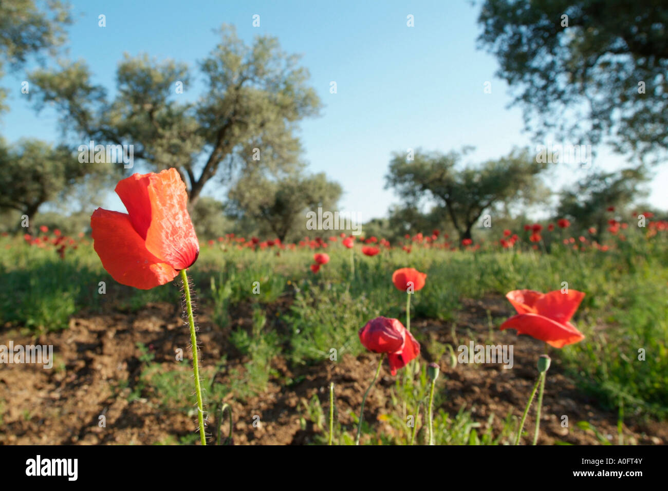 Olivenbaum feld -Fotos und -Bildmaterial in hoher Auflsung  Alamy