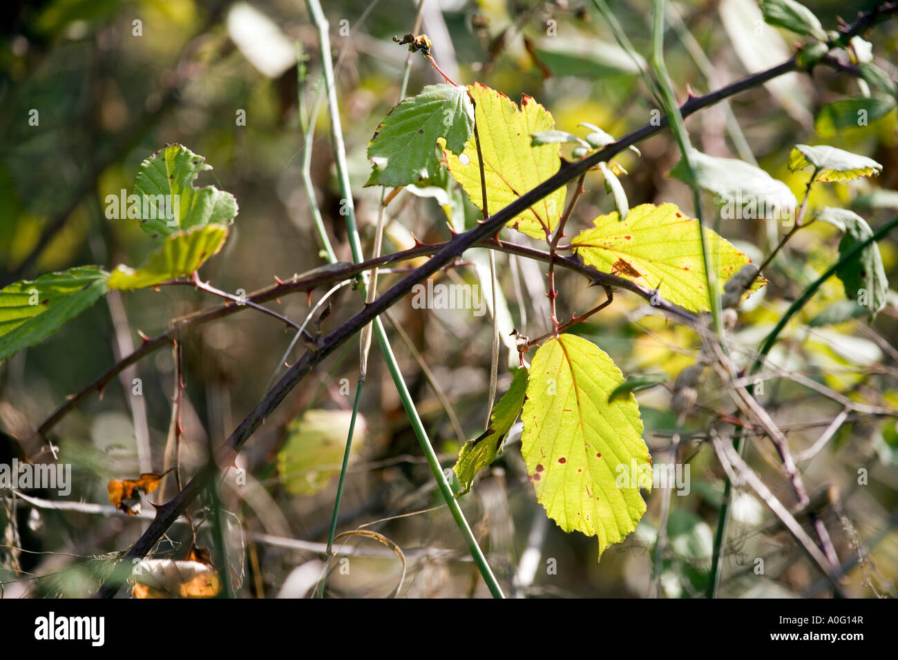 Brombeeren im Herbst verlässt Brombeerstrauch Brambles im Herbst Herbst