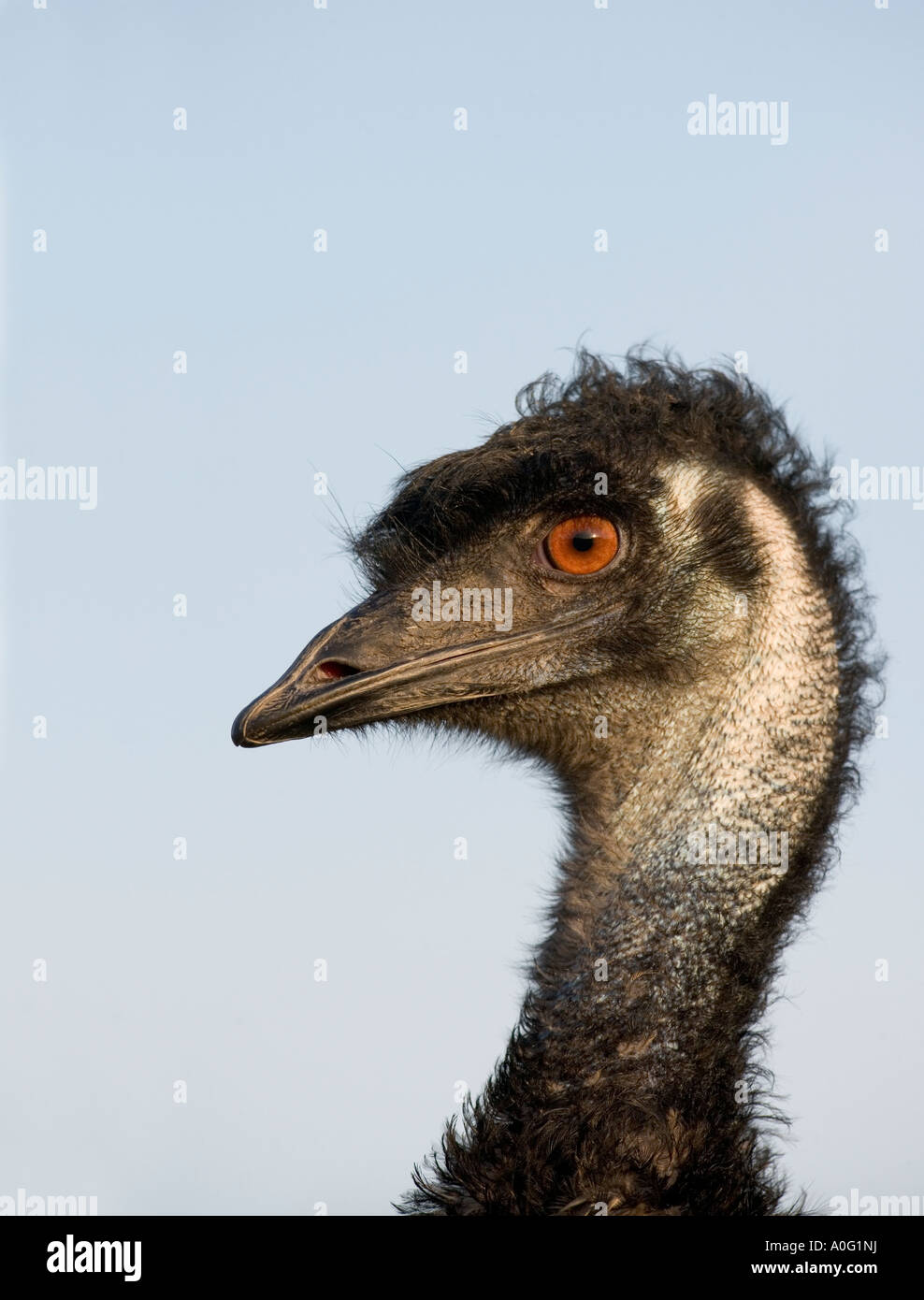 EMU Dromaius novaehollandiae Stockfoto