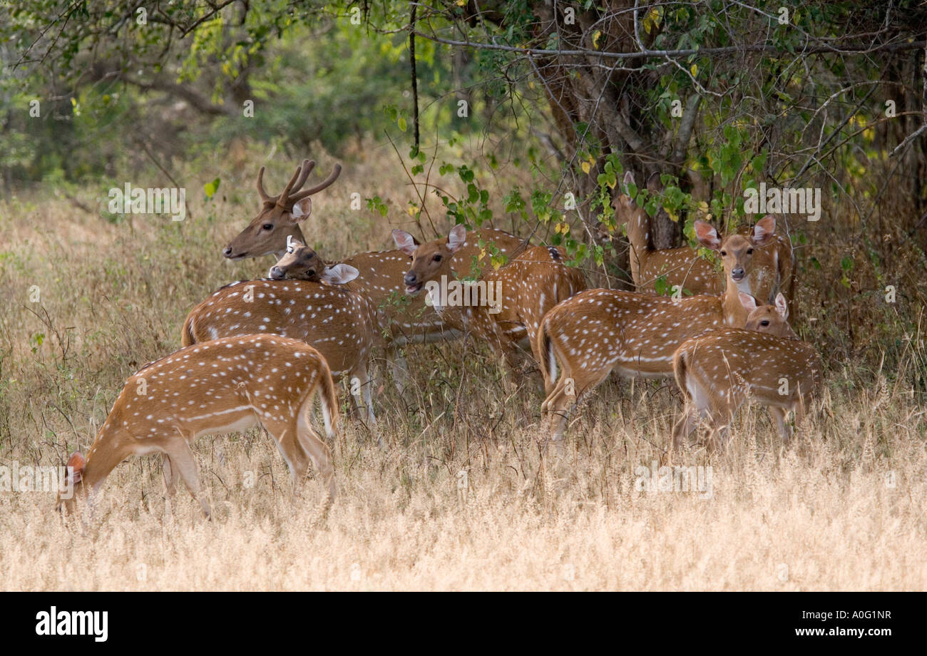 Achsen Hirsch Axia Achse ceylonenis Stockfoto