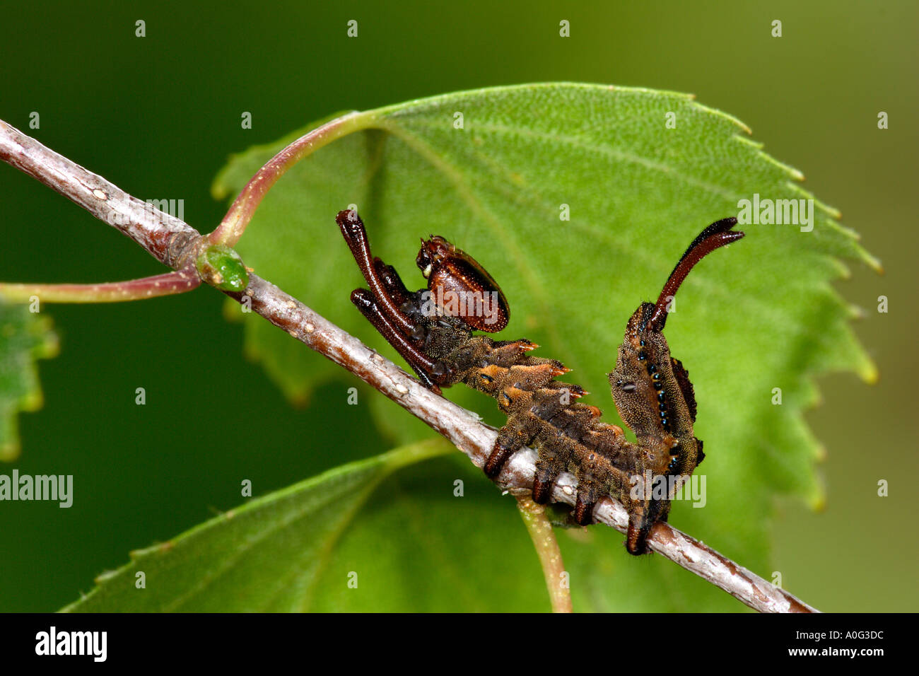 Hummer-Motte (Stauropus Fagi) Larve Stockfoto