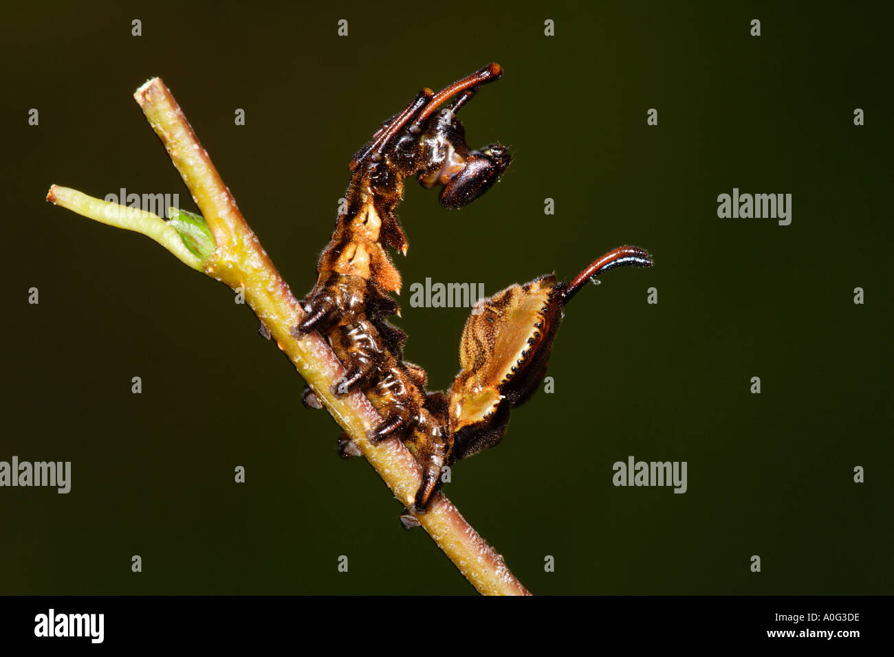 Hummer Motte Stauropus Fagi Larve Stockfoto