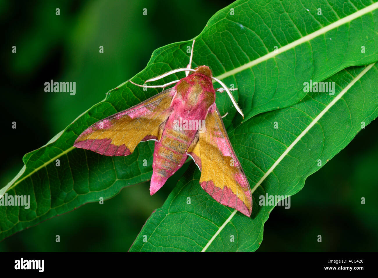 Kleine Elefanten Hawk Deilephila porcellus Stockfoto