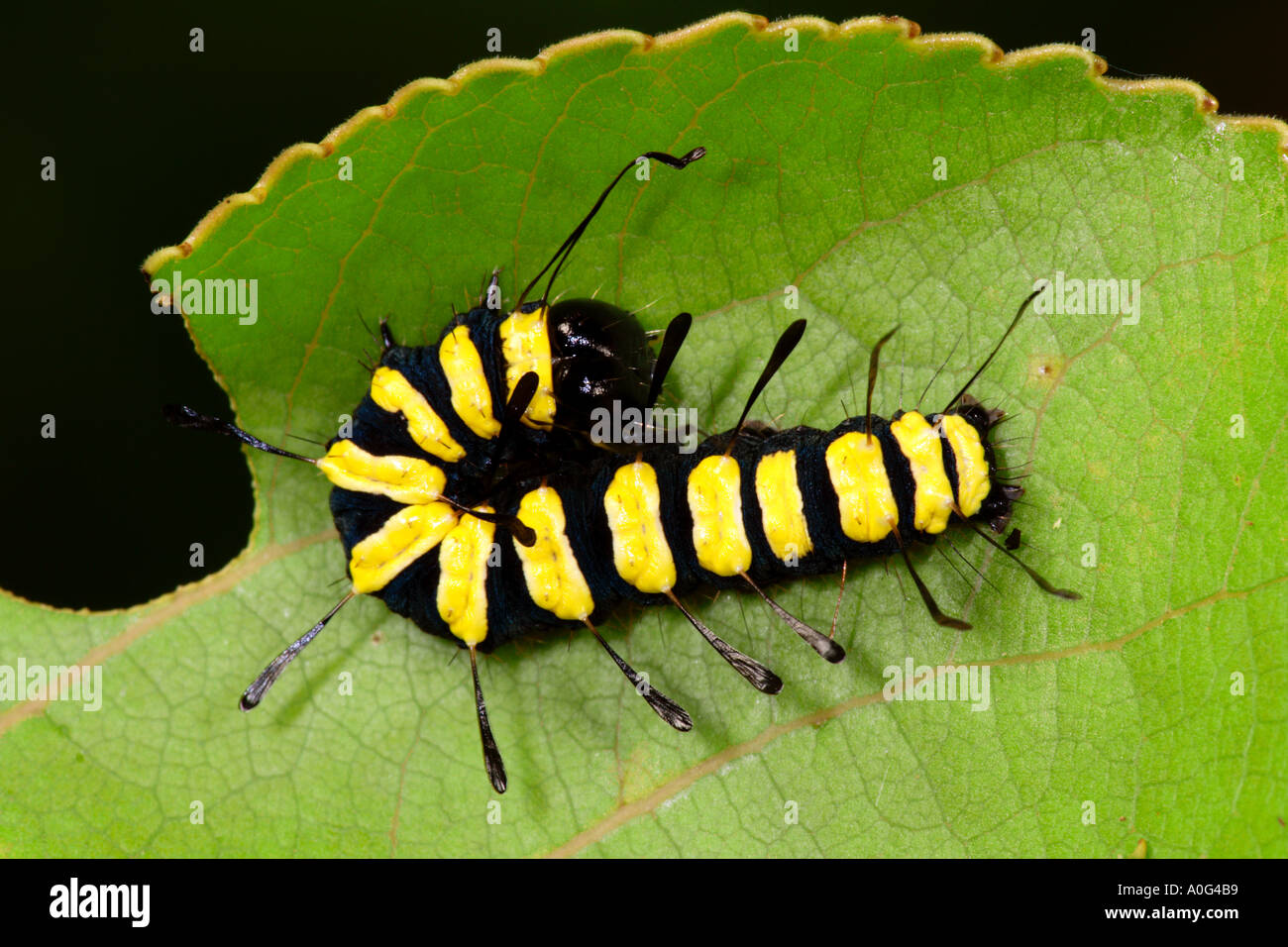 Alder Moth Acronicta Alni Larve Stockfoto