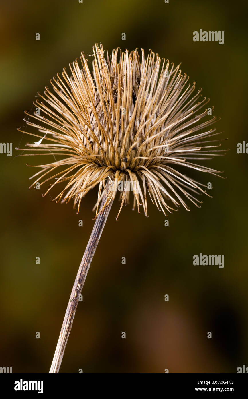 Größere Klette Arctium Lappa Seed Kopf mit schön Out-of-Fokus Hintergrund Potton bedfordshire Stockfoto