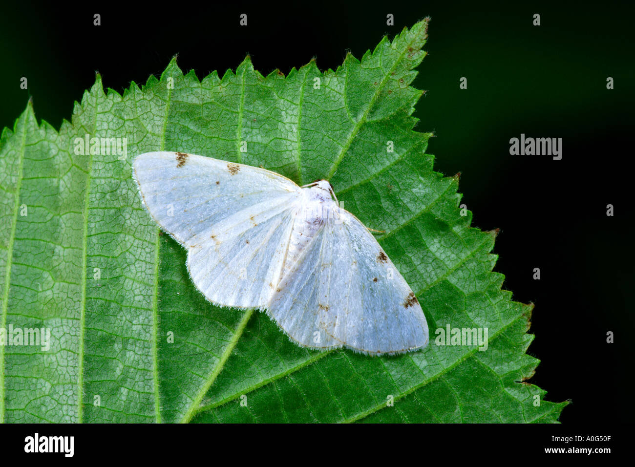 White-Ritzel entdeckt Lomographa bimaculata Stockfoto