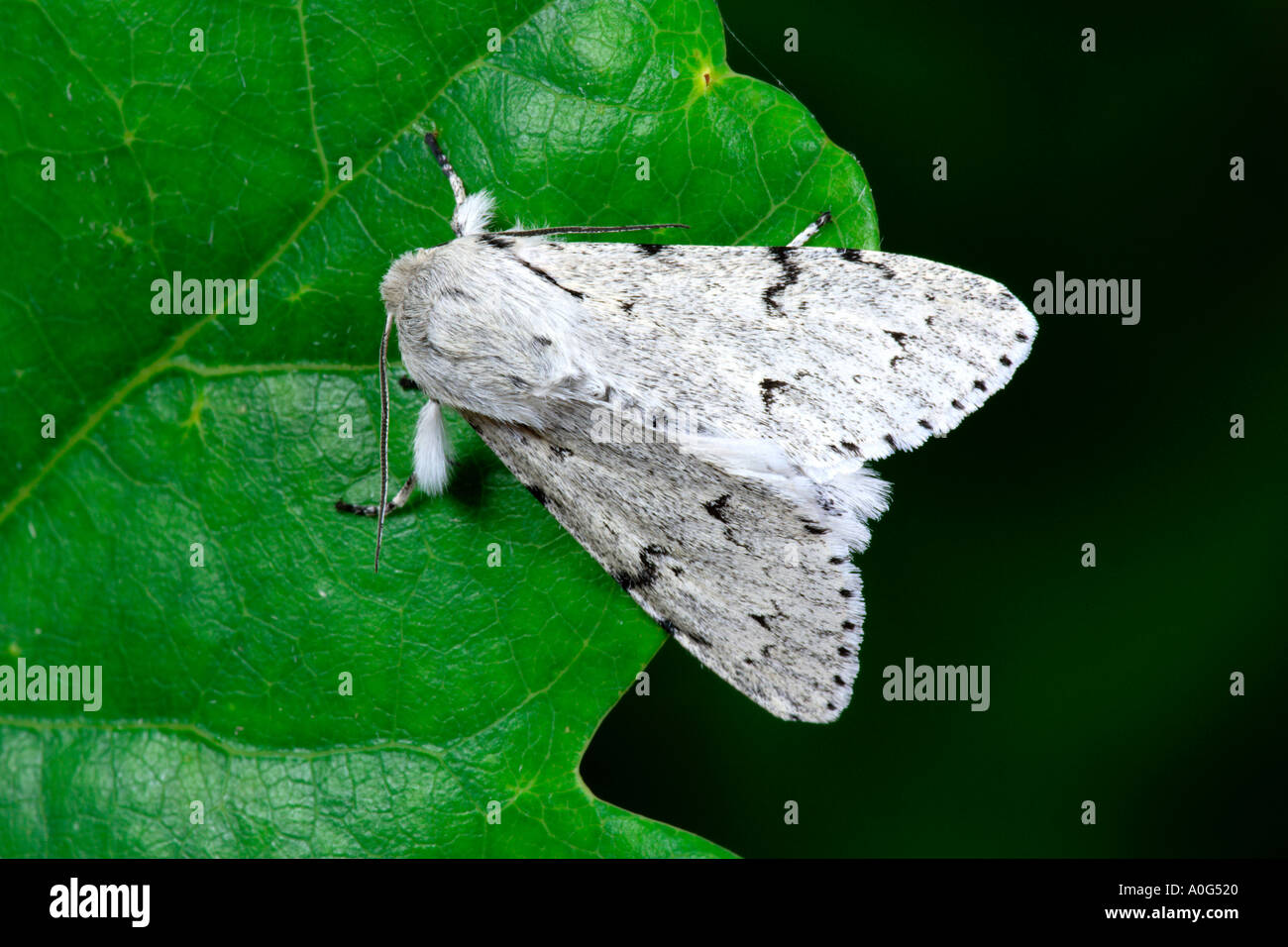 Der Müller (Acronicta Leporina) im Ruhezustand auf Kante des Blattes mit schönen diffusen Hintergrund Potton bedfordshire Stockfoto