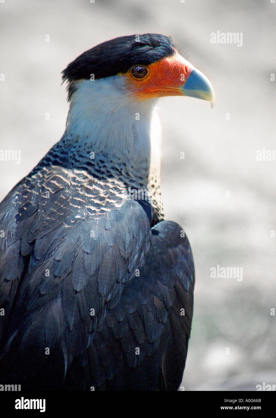 Crested Caracara Monte Calamorro Benalmadena Costa Del Sol Spanien Stockfoto