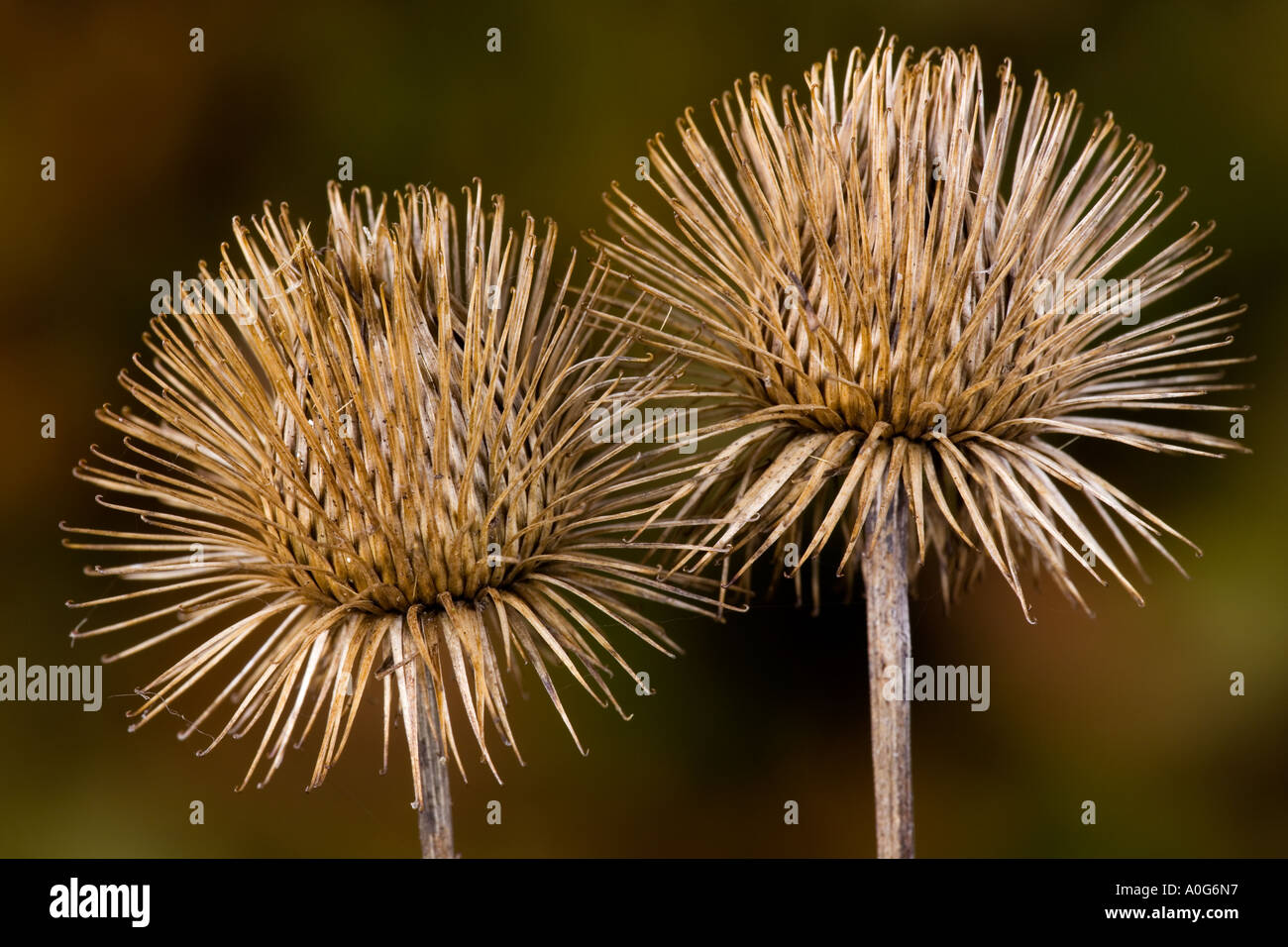 Größere Klette Arctium Lappa Samenköpfe gegen Nic entschärfen Hintergrund Potton bedfordshire Stockfoto