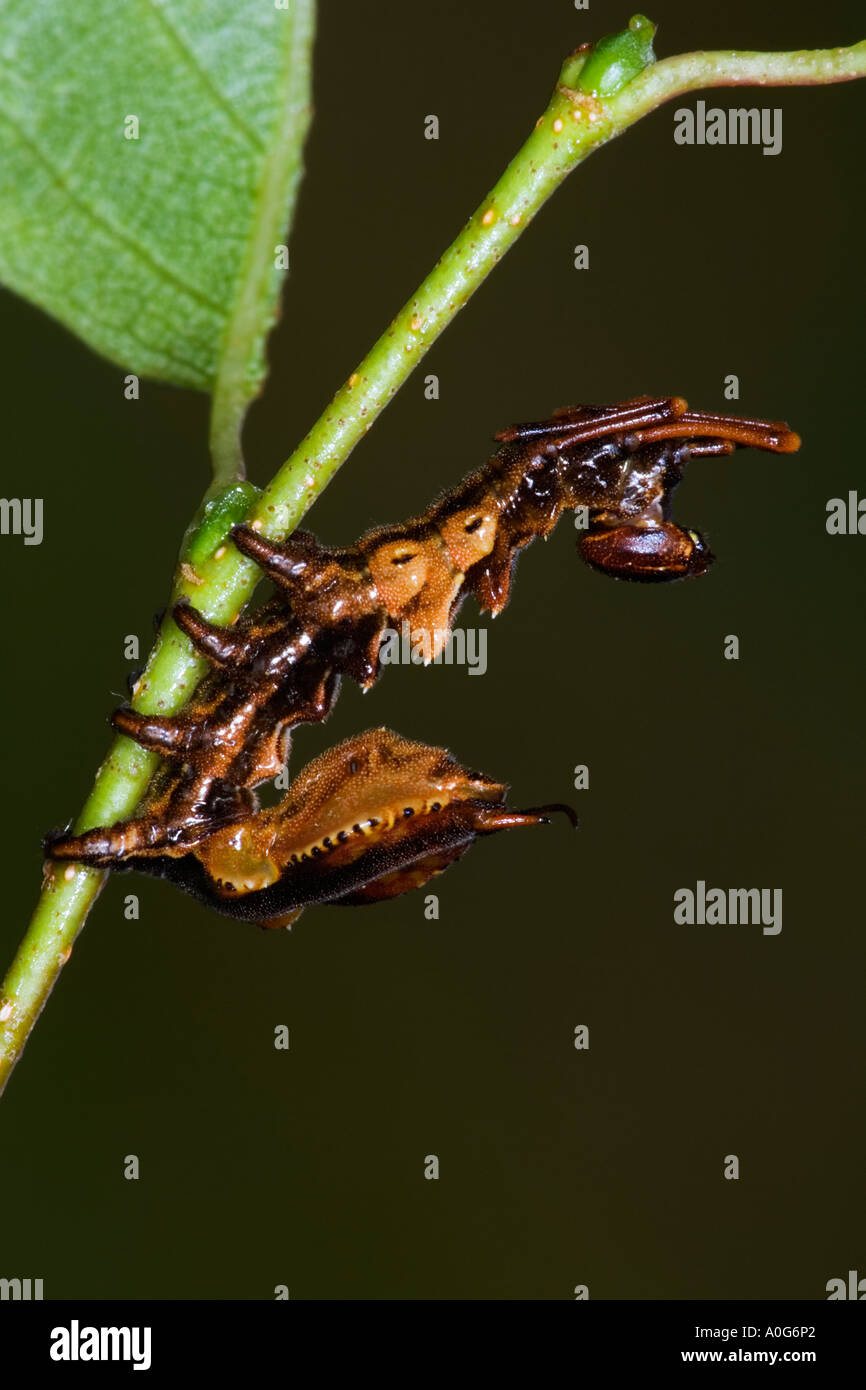 Hummer Moth Stauropus Fagi Larven ernähren sich von Buche mit schönen Hintergrund Potton Bedfordshire entschärfen Stockfoto