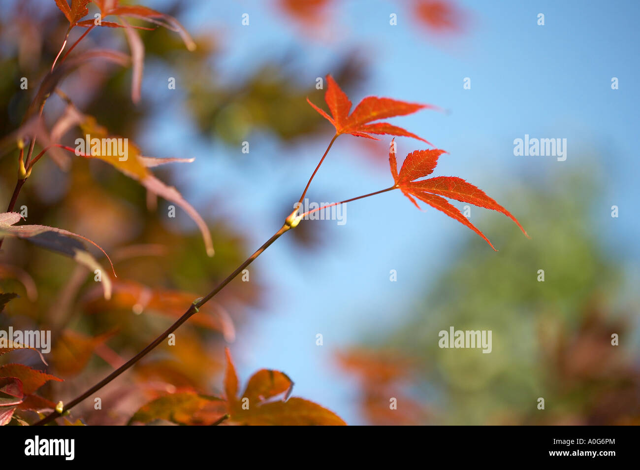 Acer Palmatum Atropurpureum Stockfoto