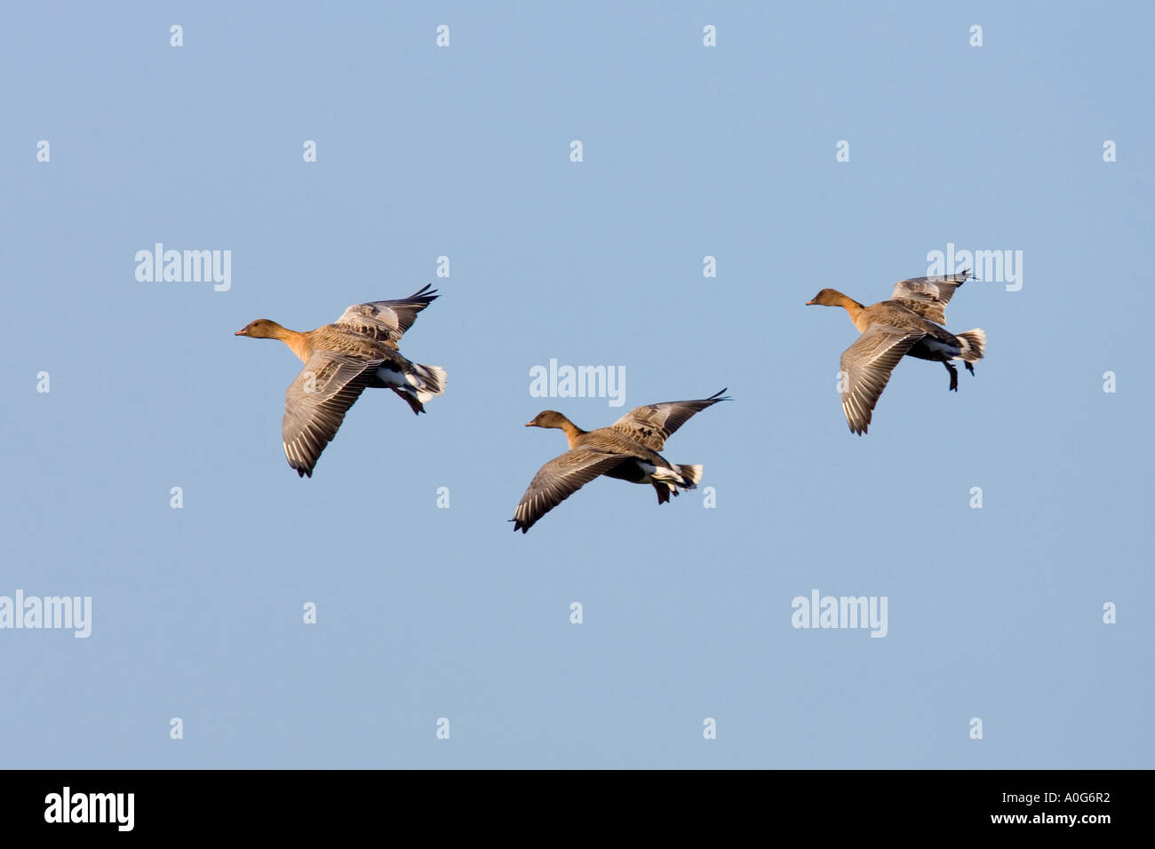Weiße fronted Gänse Anser Albifrons im Flug mit schönen blauen Himmel norfolk Stockfoto