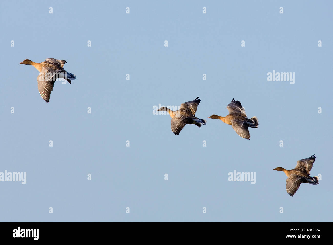 Weiße fronted Gänse Anser Albifrons im Flug mit schönen blauen Himmel norfolk Stockfoto