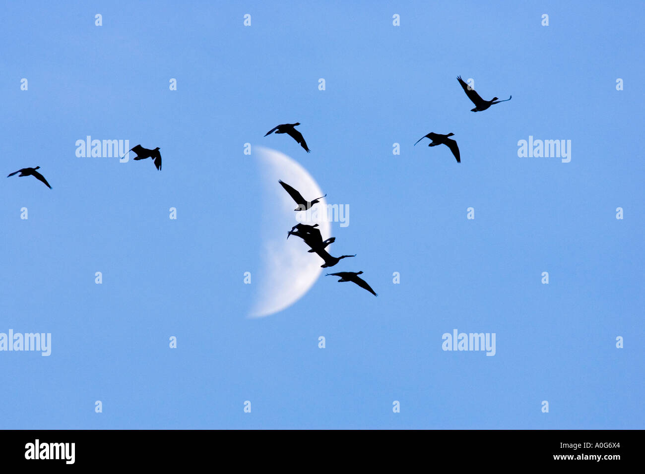 Brent Gänse Branta Bernicla vorbeifliegen des Mondes Norfolk Stockfoto