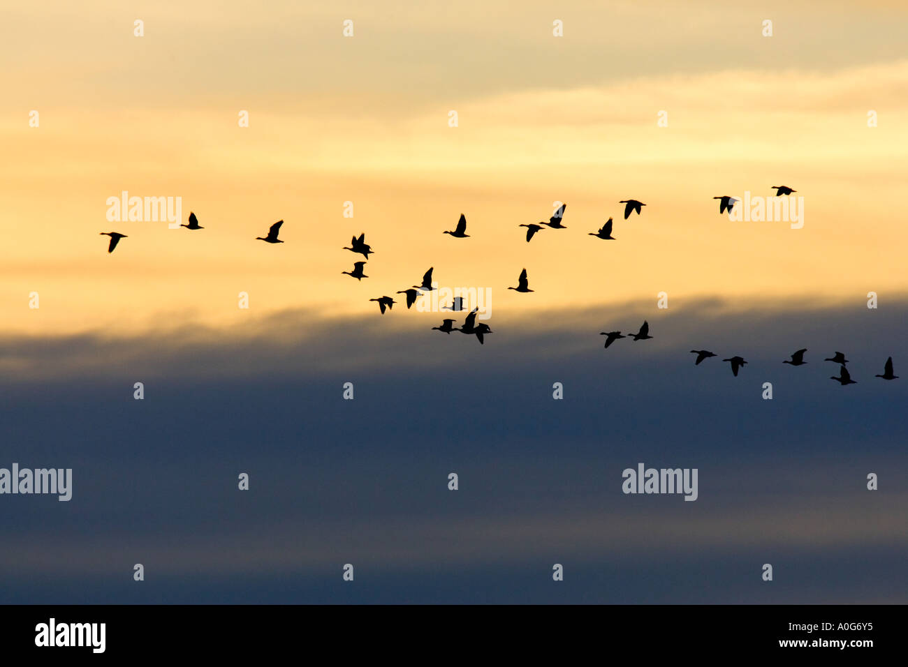 White-fronted Gans Anser Albifrons im Flug mit schönen Wolkenbildung und abends leichte norfolk Stockfoto